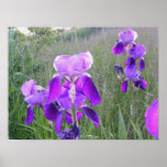 Purple Iris in a Field Poster