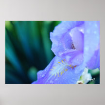 Purple Iris Poster