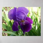 Purple Iris Poster