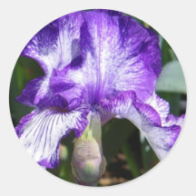 Purple Iris Sticker