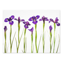 Purple Irises - Iris Flower Customised Template Photo