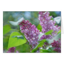 Purple Lilac Flowers Greeting Card