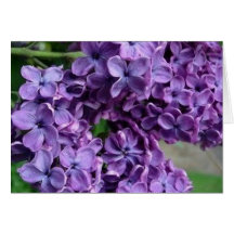 purple lilac greeting card