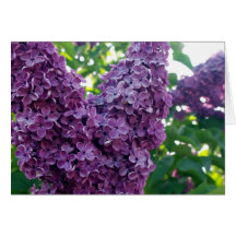 Purple Lilacs Greeting Card