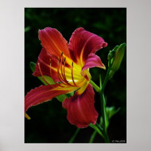 Purple lily posters