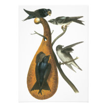 Purple Martin, John Audobon Announcement