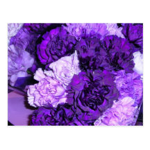 Purple Mums Post Cards