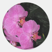 Purple Orchid at Longwood Gardens, Pennsylvania Stickers