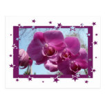 Purple Orchid Post Cards