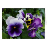 Purple Pansies Greeting Card