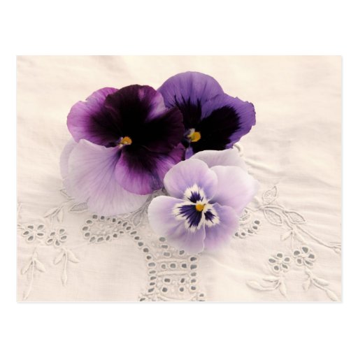 purple pansies on decorative fabric postcard