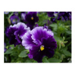 Purple Pansies Postcard