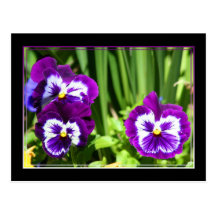 Purple Pansies postcard