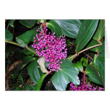 Purple Rain Forest Flowers Greeting Cards