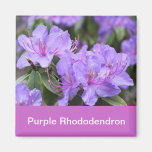 purple rhododendron magnets