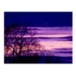 Purple Sunset Tree Silhouette art postcard
