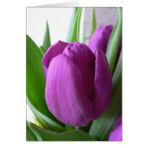 Purple Tulip Cards