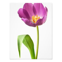 Purple Tulip on White Customized Template Photographic Print