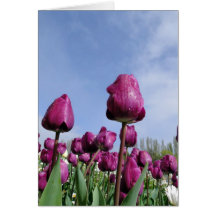Purple Up High Cards