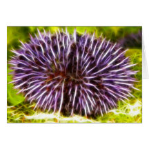 Purple Urchin Cards