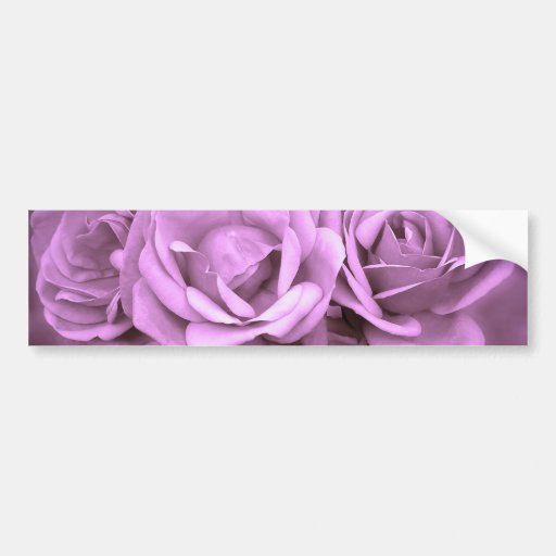 Purple Vintage Roses Bumper Stickers