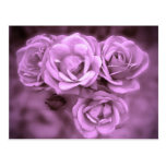 Purple Vintage Roses Postcard