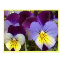 Purple Yellow Violas Post Cards