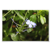 Purpled Flower Photographic Print