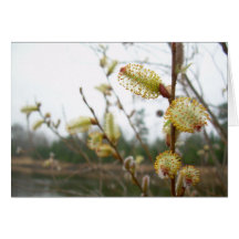 Pussy Willow Blossoms Greeting Cards