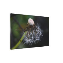 Pusteblume Gespannter Galeriedruck