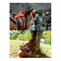 Putin And A Horse  Владимир Путин Поцелуй Смерти Postcard