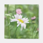 Pyrethrum Daisies -  Tanacetum coccineum Refrigerator Magnets