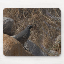 Quail Bird In The Desert Mousepads