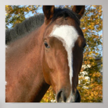 Quarter Horse Poster Print