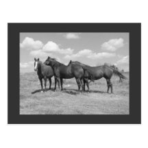 quarter horses postcard