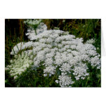 Queen Anne's Lace Note Card