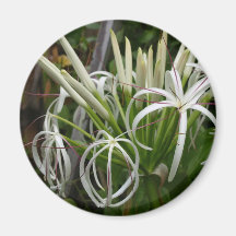 Queen Emma Lily Magnet