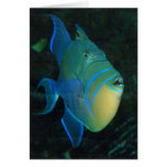 Queen Triggerfish greeting card