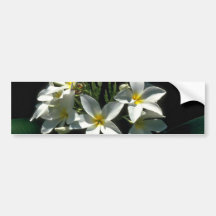 Queens In Nature Bumper Stickers
