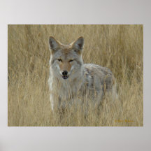 R0002 Coyote Poster