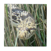 R0004 Bull Snake Ceramic Tile