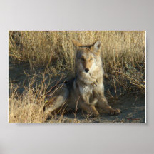 R0015 Coyote poster