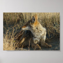 R0016 Coyote Scratching poster