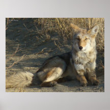 R0019 Coyote Laying Posters