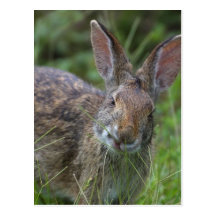 Rabbit Postcards