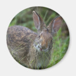 Rabbit Refrigerator Magnet