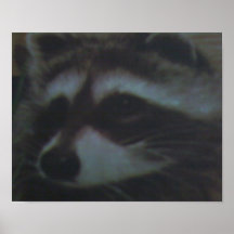 Raccoons Rule! Poster