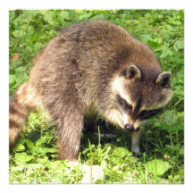 Racoon Bathing Invitations