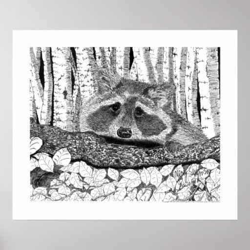 Racoon Pen and Ink Drawing Poster