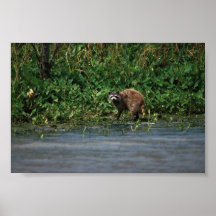 Racoon Print